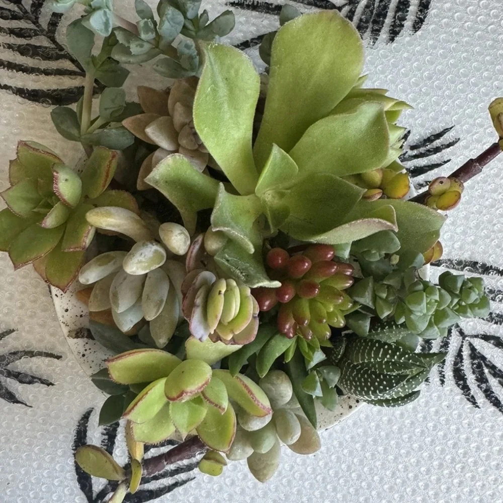 10 Assorted Live Succulent Cutting Clippings—Potting, Dish, Garden, Terrarium